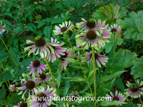 Green Twister Coneflower (Echinacea)